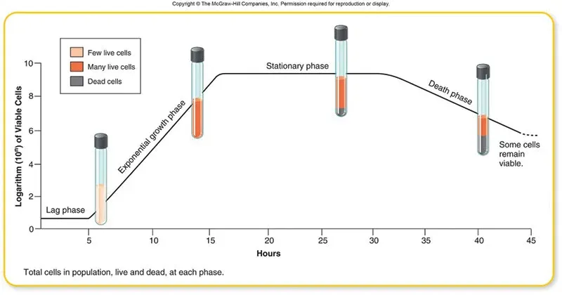 Bacterial growth curve